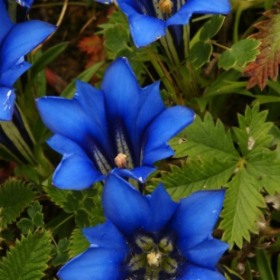 Gentiana veitchiorum